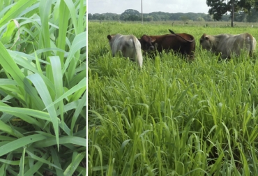 Este es el pasto guinea Agrosavia Sabanera, un material que según la entidad contribuirá a mejorar la producción de carne y leche en el trópico bajo. Foto: Cortesía Cultivar Agrosavia Sabanera, pasto guinea agrosavia sabanera, nueva variedad de pasto de Agrosavia, nuevo pasto Agrosavia, gramínea forrajera, semilla de pastos, venta de semilla de pastos, Piloto Ganaderia Ceba Agrosavia Turipana Cordoba noviembre 2018, Pastoreo rotacional ganadería Córdoba 2018, pastos para clima cálido, CONtexto ganadero, ganaderos colombia, noticias ganaderas colombia
