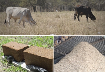 Las tortas de oleaginosas son alternativas para hacer frente al fenómeno de El Niño que se avecina. Foto: Zootecnia y Veterinaria es mi pasión - YouTube - resistencia.olx.com.ar Plantas oleaginosas, semillas oleaginosas, tipos de plantas oleaginosas, Semilla de algodón, expeller de algodón, suministro Torta de palmiste, composición Semilla de algodón, Semilla de algodón ganado lechero, Semilla de algodón ganadería leche, proteína alimento bovino, oleaginosas suplementos, CONtexto ganadero, ganaderos Colombia, noticias ganaderas Colombia