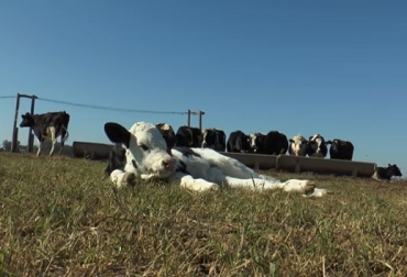 A la hora de recolectar calostro se debe estar seguro de que provenga de vacas que estén libres de Brucelosis, Tuberculosis, Paratuberculosis y de Leucosis. Foto: inta.gob.ar calostro, validad del calostro, efectos de no dar calostro a la cría, calostro primer ordeñe postparto, vacas sanas, Complejo Respiratorio, Diarrea Neonatal, concentración de inmunoglobulina G (IgG) en el calostro, refractómetro digital, escala de Brix, cómo descongelar el calostro, Ganadería, ganadería colombiana, noticias ganaderas, noticias ganaderas Colombia, CONtexto ganadero