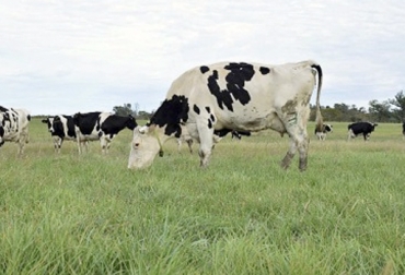Los cuidados incluyen aspectos como el sistema de producción, la alimentación, la sanidad, el comportamiento, el manejo de los animales. Foto: Diario El Telégrafo Vacas primíparas, cuidados vacas prímiparas, cuidados vacas primer parto, vacas de primer parto, novillas de primer parto, vacas primerizas, problemas de las vacas primerizas, caída en la producción de las vacas de primer parto, ganadería colombia, contexto ganadero, noticias ganaderas Colombia