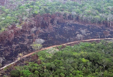 La deforestación en el país continúa creciendo, por esa razón la tecnología entra a jugar un papel importante en su mitigación. Foto: Agencia de Noticias UN. ganadería, ganadería colombia, noticias ganaderas, noticias ganaderas colombia, contexto ganadero, Christian Forero Castro, estudiante de la maestría en Medio Ambiente y Desarrollo de la Universidad Naciona, Agencia Espacial Europea, NASA, Instituto de Hidrología, Meteorología y Estudios Ambientales, Centro de Datos para el procesamiento de variables ambientales, Google Earth Engine, Sistema de Monitoreo de Biomasa y Carbón del Ideam, Deforestación, deforestación en Colombia,