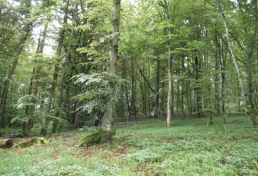 Los bosques diversos y maduros son generalmente los mejores. Foto: Agencia SINC. ganadería, ganadería colombia, noticias ganaderas, noticias ganaderas colombia, contexto ganadero, bosques, producción de madera, regulan el clima, almacenan mucho carbono, gestión forestal, Universidad de Berna, Universidad de Alicante, Alemania, Suiza, Austria, ecosistémicos de bosques centroeuropeos,