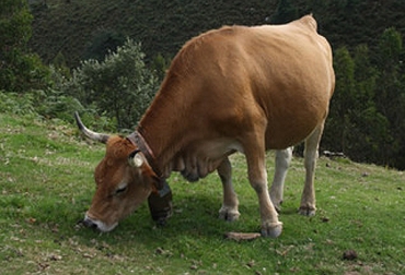 En la producción de leche se podría equilibrar la dieta con más concentrados como complemento a los forrajes. Foto: Agencia SINC. ganadería, ganadería colombia, noticias ganaderas, noticias ganaderas colombia, contexto ganadero, nutrición de vacas lecheras, Investigadores de León y Galicia, nutrición de los animales, granjas ecológicas, consumo de forraje, revista Animal, Universidad de Santiago de Compostela, Centro de Investigaciones Agrarias Mabegondo, departamento de Producción Animal de la Universidad de León, Instituto de Ganadería de Montaña, ganado vacuno de leche, cantidad de forraje que ingieren los animales,