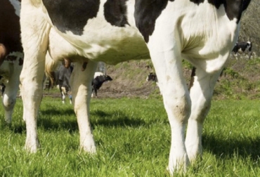 La artritis séptica puede ocurrir en terneros que tienen heridas expuestas a patógenos. Foto: Robotia – Robotia Artritis séptica en bovinos, características de la artritis séptica en bovinos, tipos de artritis en bovinos, artritis séptica en terneros, inflamación de articulaciones en bovinos, Artritis en bovinos, lesiones en articulaciones en bovinos, bovinos echados, bovinos con dificultad para desplazarse, manejo animal, CONtexto ganadero, ganaderos colombia, noticias ganaderas colombia