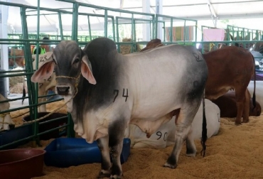 A cada bovino hay que suministrarle seis kilos diarios de concentrado de alta calidad. Al final del día se han consumido 10.800 kilos; es decir, 10,8 toneladas de concentrado. Al término de la justa ingirieron 120 toneladas. Foto: vanguardia.com Colombia, cebú, asocebú, 71 Feria Nacional Cebú, cifras de la logística de la 71 Feria Nacional Cebú, comida, agua, heno, concentrado, pajillas, estiercol, Ganadería, ganadería colombiana, noticias ganaderas, noticias ganaderas Colombia, CONtexto ganadero