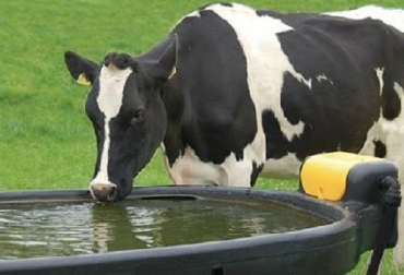 Los animales que beben agua de buena calidad en general son menos propensos a contraer enfermedades, ganan más peso y producen más leche. Foto: zoovetesmipasion.com Calidad y cantidad de agua que requieren los bovinos, agua, nutrición, Ganadería, ganadería colombiana, noticias ganaderas, noticias ganaderas Colombia, CONtexto ganadero