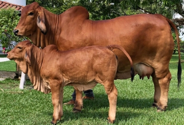 Conspiración 604-56 es la mejor vaca de Suramérica y su cría está encaminada a superar sus estándares. Foto: Cortesía San Julián. Ganadería, ganadería colombia, noticias ganaderas, noticias ganaderas colombia, CONtexto ganadero, brahman, Brahman Rojo, san julián, hacienda san julián, san julián venencia, Asociación Americana Brahman Breeders, Expo Open Brahman Show, Texas, San Julián –Conspiración 604-56, San Julián 478-64, San Julián Singin, mejor brahman del mundo, brahman Colombia