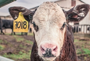 Con este método, la vaca vuelve a entrar en celo en los siguientes diez a treinta días luego de retirado el ternero. Foto: perulactea.com destete precoz, apartar el ternero de la vaca, aumentar los kilos de ternero destetados por hectárea, preñez, parición, incremento del porcentaje de preñez, adelantar de la parición, etapa a corral, etapa de acostumbramiento, Ganadería, ganadería colombiana, noticias ganaderas, noticias ganaderas Colombia, CONtexto ganadero