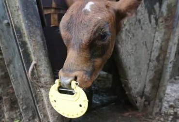 La vaca cuyo hijo es entablillado, luego de pasar todos esos días con la ubre llena y turgente, baja sensiblemente su nivel de producción, permitiendo que los nutrientes que antes se destinaban a la producción de leche, ahora se destinen a la mejora de sus reservas corporales. Foto: fororural.com destete temporario, amamantamiento, vaca, reinicio de ciclo reproductivo, interrupción temporaria de la lactancia, ubre, entablillado, el chupado del pezón, Yoel Stolovas, Fertilidad del celo, Toros, Ganadería, ganadería colombiana, noticias ganaderas, noticias ganaderas Colombia, CONtexto ganadero