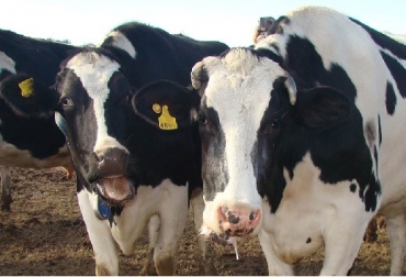 Es clave reducir el estrés calórico durante el verano, ya sea a través de instalaciones, de aumentar el área sombreada o de la dieta”, manifestó Baumgard. Foto: infocampo.com.ar Estrés térmico, potasio, zinc, costos en Estados Unidos, Costo en Argentina, Lance Baumgard, profesor de la Iowa State University (EE.UU.)Sobre La Tierra, Ganadería, ganadería colombiana, noticias ganaderas, noticias ganaderas Colombia, CONtexto ganadero