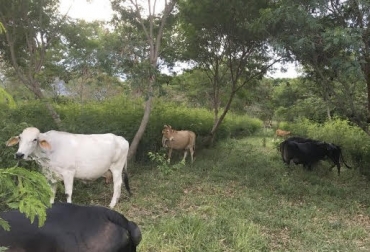 “Silvopastoreo intensivo permite sembrar árboles maderables y proteger el suelo”, dijo Juan Carlos Gómez Botero. Foto: Diario del Huila Beneficios de sistemas silvopastoriles, mejorar áreas compactadas, involucramiento de áreas improductivas, mejoramiento productivo, cobertura arbórea, bienestar animal, CONtexto ganadero, noticias de ganadería colombiana.