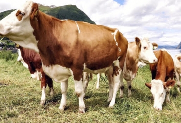 “Una vaca con un promedio de altura al sacro de 138,1 centímetros registra un intervalo entre partos de 382,3 días”, dijo Felipe Aristizabal. Foto: Ganaderia SOS Menor tamaño de la vaca, mayor producción, estudio de Asocebú, menor requerimiento alimenticio, mayor poder nutritivo, reproducción eficaz, mayor tamaño equivale a menor producción, CONtexto ganadero, noticias de ganadería colombiana.
