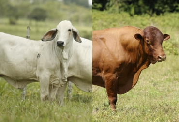 “Al ponerle toros de raza Romosinuano a las vacas cebú, la producción es mayor y la mortalidad es menor”, dijo Felipe Aristizabal. Foto: Fedegan Vaca Cebú con toro Romosinuano, mayor reproducción, menor tasa de mortalidad, mayor número de crías, mayor ingreso para el hato, CONte3xto ganadero, noticias de ganadería colombiana.
