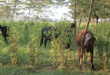 “La ganadería más productiva y rentable, con alto sentido de responsabilidad ambiental”, será el propósito del proyecto de ley. Foto: Ganaderia Colombiana Sostenible Ganadería sostenible, documento propuesta, Fondo Mundial para la Naturaleza –WWF, Instituto Global para el Crecimiento Verde, Mesa Nacional de Ganadería Sostenible, foros regionales, talleres, interlocución, visión academia, institutos de investigación, proyecto Ganadería Colombiana Sostenible, CONtexto ganadero, noticias de ganadería colombiana.
