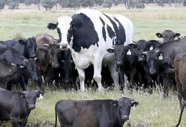 “El toro gigante demanda 14 veces más mega calorías que un toro normal por cada 100 kilogramos de peso vivo”, dijo Felipe Aristizabal. Foto: MinutoUno Toro gigante de Australia, raza Holstein, producción de somatotropina, dieta, salud, medio ambiente, desarrollo, difícil mantenimiento, eficiencia de consumo versus producción, CONtexto ganadero, noticias de ganadería colombiana.