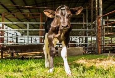 Para que la edición génica se concrete y se pueda producir efectivamente leche sin beta-lactoglobulina, se deben obtener animales homocigotas no mosaico, es decir, que presenten la edición en ambas copias del gen y en todas sus células, informaron los investigadores el INTA. Foto: http://intainforma.inta.gov.ar Argentina, INTA, Universidad Nacional de San Martín, edición genética, “tijeras génicas” –CRISPRs–, beta-lactoglobulina, genoma de embriones producidos in vitro, editar el gen de la beta-lactoglobulina, principal alérgeno presente en la leche bovina, ternera Rosita, proteínas lisozima y lactoferrina, Ganadería, ganadería colombiana, noticias ganaderas, noticias ganaderas Colombia, CONtexto ganadero
