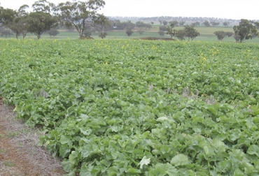 El nabo forrajero, mezclado con cultivos como avena, es una buena alternativa para alimentar al ganado. Foto: BuscAgro Nabo forrajero para bovinos, nabo forrajero, propiedades nabo forrajero, nabo forrajero y avena, Alimentos económicos para bovinos, suplementos para bovinos, suplementación bovina, requerimientos nutricionales ganado bovino, contenido nutricional subproductos ganado bovino, características nabo forrajero alimentación ganado, CONtexto ganadero, ganaderos Colombia, noticias ganaderas Colombia