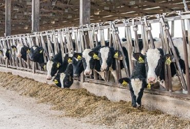 “La eficiencia de la inseminación es clave para mejorar las tasas de preñez en vaquillas”, afirmó Matthew Boyle, DVM, Veterinario de Zoetis. Foto: mexico.altagenetics.com vaquillas, crianza, mejora en la crianza, días de alimento, retorno de la inversión, Inseminación a a tiempo fijo, prostaglandina, Ganadería, ganadería colombiana, noticias ganaderas, noticias ganaderas Colombia, CONtexto ganadero