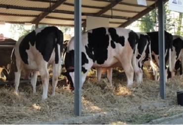 La nutrición y el crecimiento tempranos dan como resultado la supresión de enfermedades crónicas, especialmente problemas respiratorios, dijo Matthew Boyle, DVM, Veterinario de Zoetis Vaquillas, manejo de la reproducción, becerros, calostro, nutrición y el crecimiento temprano, cinco pasos para mejorar el manejo de la reproducción en vaquillas, Ganadería, ganadería colombiana, noticias ganaderas, noticias ganaderas Colombia, CONtexto ganadero