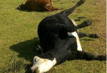Si no se trata la alcalosis inmediatamente, el animal morirá en un lapso de tres horas. Foto: intoxicacionporurea.blogspot.com Fedegán, urea, intoxicación por urea, Alcalosis, tratamiento, contexto ganadero, noticias ganaderas, vacas