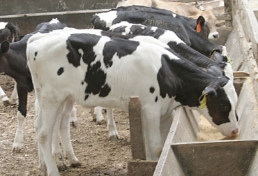 El alimento iniciador estimula el desarrollo del rumen en los terneros para destetarlos de forma más temprana. Foto: actualidadganadera.com Alimento iniciador para terneros, alimento para terneros, alimento iniciador, ruter, destete de terneros, alimentación para terneros, suministro de comida para terneros, alimentación de bovinos, suplementación bovinos, CONtexto ganadero, ganaderos Colombia, noticias ganaderas Colombia