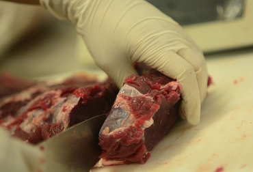 La carne de los animales castrados es más blanda que la de aquellos que no lo están. Foto: Santiago Rodríguez - Unimedios. ganadería, ganadería colombia, noticias ganaderas, noticias ganaderas colombia, contexto ganadero, Instituto de Ciencia y Tecnología de Alimentos, Universidad Nacional de Colombia, maestría en Ciencia y Tecnología de Alimentos, Germán Afanador Téllez, Facultad de Medicina Veterinaria y de Zootecnia, Jairo H. López Vargas, del ICTA, doble propósito,