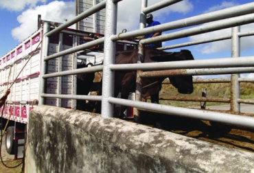 Expertos coinciden en la importancia de tener instalaciones adecuadas para el arribo de los bovinos. Foto: infonet.com.br Desembarque de bovinos, arribo de bovinos, llegada de los bovinos, desembarque vacas, manejo ganado, desembarque ganado, manejo de bovinos, Diseño corrales bovinos conducta animal, Diseño corrales bovinos, Diseño corrales bovinos manejo de ganado, manejo de ganado, diseño corrales para ganado, diseño potreros para ganado, diseño corrales bovinos basado en conducta animal, CONtexto ganadero, ganaderos Colombia, noticias ganaderas Colombia