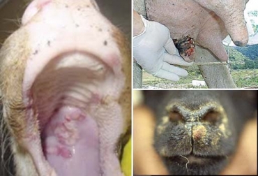 Según el experto de la UNAM, hay 10 tipos de estomatitis que están clasificados y 5 que no lo están. Foto: patologia-veterinaria.com - SlidePlayer Tipos de estomatitis en rumiantes, estomatitis en bovinos, estomatitis vesicular, tipos de estomatitis, Casos de estomatitis en Colombia, estomatitis Colombia, estomatitis New Jersey, estomatitis New Jersey Colombia, estomatitis bovinos, vacuna estomatitis Colombia, estomatitis, costos asociados a la estomatitis, casos estomatitis, Ganadería, Ganadería colombiana, noticias ganaderas, noticias ganaderas colombia, CONtexto ganadero