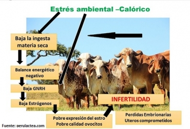 La exposición de novillas a 32°C durante 72 horas después de la inseminación artificial, inhibe el desarrollo embrionario, señalan Luis Carlos Leaño Lázaro y Amado Espitia Pacheco. Gráfica: perulactea.com fertilidad de la vaca, altas temperaturas, Cómo afectan las altas temperaturas la fertilidad de la vaca, reproducción, fertilidad de la vaca, tasa de fecundación, fecundación in vitro (FIV), pérdida de embriones, estros, ovocito, calidad del ovocito, CONtexto ganadero, noticias ganaderas, noticias ganaderas Colombia, vacas