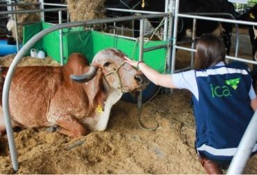 Esta enfermedad tiene la misma signología de la fiebre aftosa, pero no está asociada a sus consecuencias económicas, como la restricción a la comercialización de esta producción a nivel nacional e internacional. Foto: ICA Colombia, ICA, Estomatitis vesicular, Recomendaciones del ICA para prevenir estomatitis vesicular, enfermedad es endémica, 7 focos de estomatitis vesicular en el país, 2 focos en departamentos de Cundinamarca y Santander, uno en Córdoba, Cauca y Boyacá, respectivamente, Contexto ganadero, noticias ganaderas, vacas