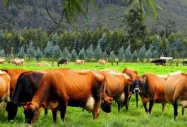 Optimizar las características físico químicas del suelo mediante la compra de enmiendas y aplicación de fertilizantes, y fundamentalmente corregir la acidez del suelo de la finca y tratar el pasto como un cultivo, recomienda Ramón Valbuena. Foto: Contexto ganadero Suelos, corregir el suelo, mejorar el suelo, recomendaciones de dos expertos para corregir y mejorarel suelo, Ramón Valbuena, Martín Pérez del Castillo, Contexto ganadero, noticias ganaderas, vacas