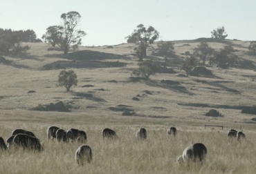 En Australia, el ganadero Charles Massy redujo la emisión de carbono de su predio con una mejor gestión del pastoreo. Foto: daily.jstor.org Ganadería secuestro de carbono, secuestro de carbono, ganadería mitiga cambio climático, mitigación cambio climático, captura de carbono, gestión del pastoreo, pastoreo rotacional, gases de efecto invernadero, gei, reducción gases efecto invernadero, pastoreo, ganadería, ganadería colombia, noticias ganaderas, noticias ganaderas colombia, contexto ganadero