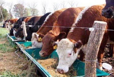 Como una medida para evitar un mayor impacto de estos dos factores en la economía de los productores de leche, Lafaurie Rivera -en comunicación enviada al ministro Andrés Valencia Pinzón, pide ampliar la cantidad de recursos destinados al Programa de Suplementación de Bovina. Colombia, fenómeno de El Niño, importaciones de leche en polvo y derivados en 2019, Programa de Suplementación Bovina, Fedegán pide al gobierno más recursos para Programa de Suplementación Bovina, Contexto ganadero, noticias ganaderas, vacas