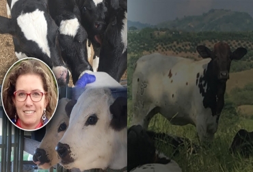 La razón de mayor peso es conocer el proceso de cría y levante que tuvo la futura productora de leche de mi empresa, pues el levante de ese individuo influirá en la producción y en su salud reproductiva, afirma Marina Navarro Sanint. Fotos: Cortesía de la autora Ganadería, Ganadería colombiana, terneras de reemplazo, compra novillas preñadas, ¿Usted deja las terneras de reemplazo o compra novillas preñadas?, por qué es importante conocer el proceso de cría y levante que tuvo la futura productora de leche, el levante de una ternera influirá en la producción y en su salud reproductiva, la curación del ombligo, el momento del destete, El calostro, inmonoglobulínas del calostro, La lactancia, 3 tomas de leche por día, Los antibióticos, el estrés, el destete, Mariana N
