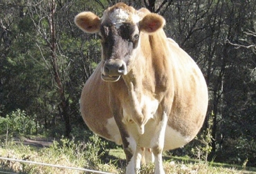La fertilidad del primer servicio también depende de factores como el tamaño del hato, el número de lactancias y la época del parto. Foto: maiyegundiary.com Factores fertilidad primer servicio, primer servicio novilla, vaca primer servicio, primer servicio hembra bovina, tamaño del hato, lactancia, época del servicio, parámetros que determinan el primer servicio de una novilla, edad para el primer parto, Ciclo de vida productivo de una hembra bovina, ciclo reproductivo de una hembra bovina, destete de terneros, Reproducción Bovina, descarte de un bovino, CONtexto ganadero, ganaderos colombia, noticias ganaderas colombia