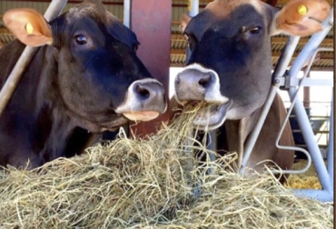 A la hora de suplementar al ganado, los productores deben saber cómo realizar el balance de aminoácidos. Foto: Ganaderia SOS Aminoácidos, balanceo de aminoácidos para dietas de bovinos, dietas para ganadería, nutrientes para gnaado, nutrientes en bovinos, aminoácidos en ganadería, aminoácidos rumiantes, aminoacidos, aminoacidos alimentación ganado, directrices para balanceo de aminoácidos, Contexto ganadero, ganaderos Colombia, noticias ganaderas Colombia