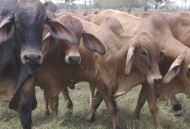 Las vacas recuerdan a sus compañeras favoritas y tienen enemistades con otras de distinto grupo. Foto: ica.gov.co Memoria vacas, memoria de las vacas, vacas son inteligentes, memoria de los bovinos, capacidad retentiva vacas, Rutinas en las vacas, vacas son rutinarias, adaptación de las vacas, costumbre de las vacas, vacas se adaptan al ordeño, homeóstasis en bovinos, estrés en bovinos, trabajadores pecuarios aptos para el ordeño, comportamiento de las vacas, horario de ordeño, estrés en vacas, CONtexto ganadero, ganaderos colombia, noticias ganaderas colombia