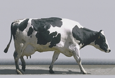 Una cojera debe detectarse a tiempo antes de que pueda generar mayores complicaciones y cause pérdidas económicas al propietario. Foto: zoovetesmipasion.com Cojeras no son una sola entidad, cojeras en bovinos, cojeras enfermedad secundaria, enfermedades podales en bovinos, enfermedades pezuñas bovinos, lesiones podales en bovinos, pérdida de productividad de leche debido a cojeras, patologías podales en bovinos, afecciones en pezuñas vacas, Bienestar Animal, manejo y tratamiento de cojeras en el hato lechero, ganadería colombia, noticias ganaderas colombia, CONtexto ganadero