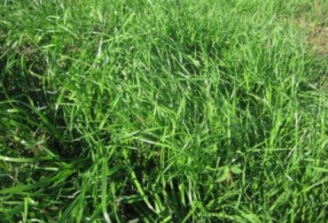 Las especies forrajeras presentan una determinada forma de crecimiento y desarrollo que, a su vez, orientan para la manera eficiente de su uso y explotación. Foto: fps.org.mx Colombia, Fedegán, aspectos morfológicos y fenológicos de las especies forrajeras, Plantas forrajeras decumbentes, Fenología, Plantas forrajeras semierectas, Plantas forrajeras erectas , Contexto ganadero, noticias ganaderas, forrajes