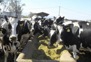 “Diluir la etapa no productiva se debe hacer mediante el mayor número de partos”, dijo Luz Mercedes Botero. Foto: Ruralnet Vacas de 12 años podrían ser más comunes, sacrificio al tercer parto, tercer y cuarto parto más productivos, descartar, novillas mejores que las madres, aprovechar la hembra, reproducir lo mejor, semen sexado, CONtexto ganadero, noticias de ganadería colombiana.