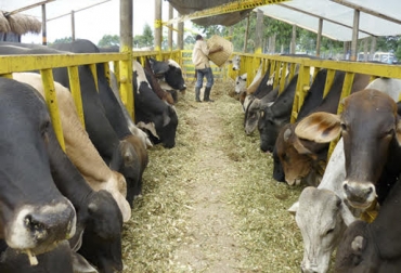 “Planeación estratégica debe ser la herramienta que determine la marcha diaria del negocio”, dijo Carlos Jairo Gómez Torres. Foto: El Heraldo Crear un departamento de planeación en la finca, manejar la finca como una empresa, planeación estratégica, herramientas de medición en tiempo real, medición de cada animal, medición de cada proceso administrativo, medición de praderas, CONtexto ganadero, noticias de ganadería colombiana.