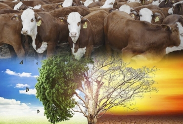 El llamado de los ganaderos es a evitar la estigmatización del sector, pues ha contribuido a la conservación del medio ambiente. Foto: Okdiario - YouTube Ganadería cambio climático, asopastoril ganadería cambio climático, ganadería mitiga cambio climático, Ganadería Sostenible, ganadería no es contaminante, ganadería FAO informe 2006, ganadería FAO informe 2008, ganadería FAO informe 2013, María Cristina Amézquita, gases de efecto invernadero, GEI, reducción gases efecto invernadero, CONtexto ganadero, ganaderos colombia, noticias ganaderas colombia