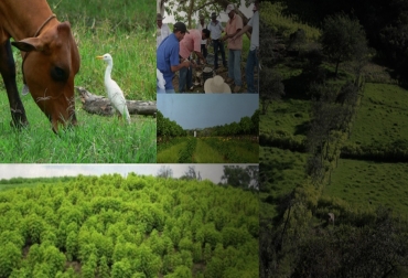 El Proyecto GCS ha alcanzado 840 mil 122 toneladas de CO2 en reducción de gases de efecto invernadero. Foto: GCS. Ganadería Colombiana Sostenible, Proyecto Ganadería Colombiana Sostenible, GCS, Así va la alianza para hacer de la ganadería un negocio rentable y sostenible, avances del Proyecto Ganadería Colombiana Sostenible, FEDEGÁN, Fundación CIPAV, The Nature Con-servancy (TNC), Fondo para la Acción Ambiental y la Niñez (Fondo Acción), Global Envi-ronmental Facility (GEF), Departamento para Negocios, Energía y Estrategia Industrial (BEIS) del Gobierno Británico, sistemas de producción silvopastoriles,