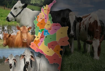 Este censo de razas bovinas es un estimado de cuántos ejemplares puros hay por cada una en Colombia. Foto: Fedegán Inventario bovino Colombia 2019, inventario de razas bovinas en Colombia, inventario actualizado de razas bovinas, resultados, cuántos animales hay por cada raza bovina, especies de animales domésticos, Encuesta Nacional de Recursos Zoo Genéticos, Red Conbiand, Germán Martínez Correal, FAO, Ministerio de Agricultura, Razas criollas, especies nativas, animales domésticos, Ganadería, ganadería colombia, noticias ganaderas, noticias ganaderas colombia, CONtexto ganadero, ICA, ica colombia, Agrosavia