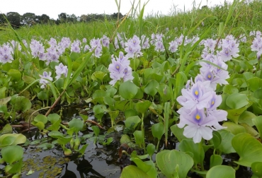 El Instituto Humboldt invita al Estado y a la sociedad colombiana a promover una gestión de conocimiento en los territorios del agua. Foto: Carolina Alcázar / Transiciones socioecológicas hacia la sostenibilidad. ganadería, ganadería colombia, noticias ganaderas, noticias ganaderas colombia, contexto ganadero, humedales, humedales colombia, día mundial de los humedales, instituto von humboldt, cuidado de los humedales, protección de los humedales,