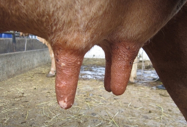 El valor agregado del biosellante es su composición orgánica, que no contamina la leche ni es agresiva con las vacas. Foto: Cortesía / César Pabón – Maestría Ciencias Agrarias de la Universidad Nacional. ganadería, ganadería colombia, noticias ganaderas, noticias ganaderas colombia, contexto ganadero, bacteria ácido láctica, Weissella cibaria, biosellante, efecto probiótico, antimicrobiano activo, Escherichia coli, Klebsiella pneumoniae, Streptococcus agalactiae y Staphylococcus aureus, Omar Vladimir Pabón Rodríguez, magíster en Ciencias Agrarias de la Universidad Nacional sede Palmira, profesora Liliana Serna Cock, de la Facultad de Ingeniería y Administración, líquido ruminal, bacterias patógenas,