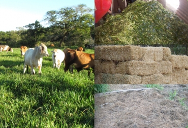 Tenga en cuenta estas alternativas para enfrentar el momento más crítico de El Niño. Foto: CONtexto ganadero. Ganadería, ganadería colombia, noticias ganaderas, noticias ganaderas colombia, CONtexto ganadero, suplementos, pastos, comida para el ganado, alimentación para el ganado, pasturas, pasturas durante el verano, fedegán,