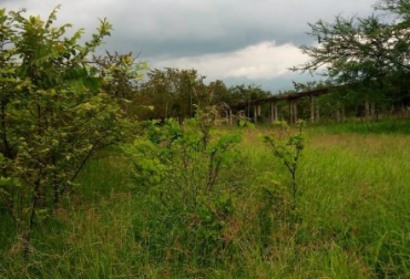 El proceso viene siendo adelantado por investigadores de AGROSAVIA y su CI Nataima. Foto: AGROSAVIA. Ganadería, ganadería colombia, noticias ganaderas, noticias ganaderas colombia, CONtexto ganadero, silvopastoriles, Sistemas silvopastoriles, Agrosavia, sistemas silvopastoriles de baja intensidad, especies arbóreas, agrosavia nataima, ci nataima