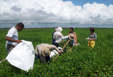 Para la sostenibilidad y ecoeficiencia en agrícola la región, la investigación le apuntó a la competitividad económica, la equidad social y el impacto ambienta. Foto: Édgar Rodríguez - U.N. sede Palmira. Ganadería, ganadería colombia, noticias ganaderas, noticias ganaderas colombia, CONtexto ganadero