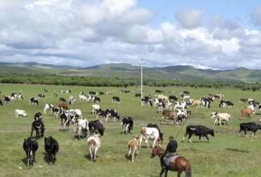 Una de las preocupaciones más frecuentes al mover el ganado de clima frío a clima cálido es la aparición de enfermedades por garrapatas. Foto: perulactea.com Aclimatar ganado, aclimatar vacas, adaptación de vacas, movilizar bovinos, movilizar ganado, ganadería sobre el nivel del mar, metros sobre el nivel del mar, cuidados a la hora de cambiar el ganado de predio, transporte de bovinos, llegada de bovinos, arribo de bovinos, llegada de los bovinos, desembarque vacas, manejo ganado, desembarque ganado, manejo de bovinos, Tipo de raza de acuerdo al piso térmico en Colombia, piso cálido, piso templado, piso frío, páramo, CONtexto ganadero, ganaderos Colombia